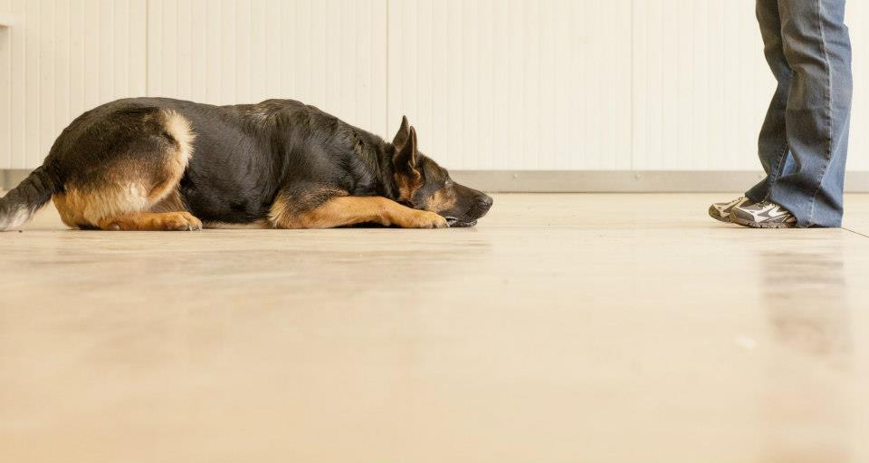 german shepherd laying down training