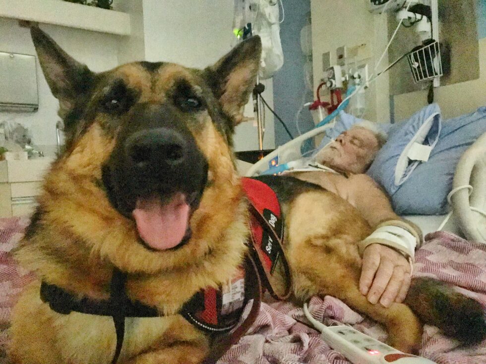 Service Dogs Canadian Canine Training