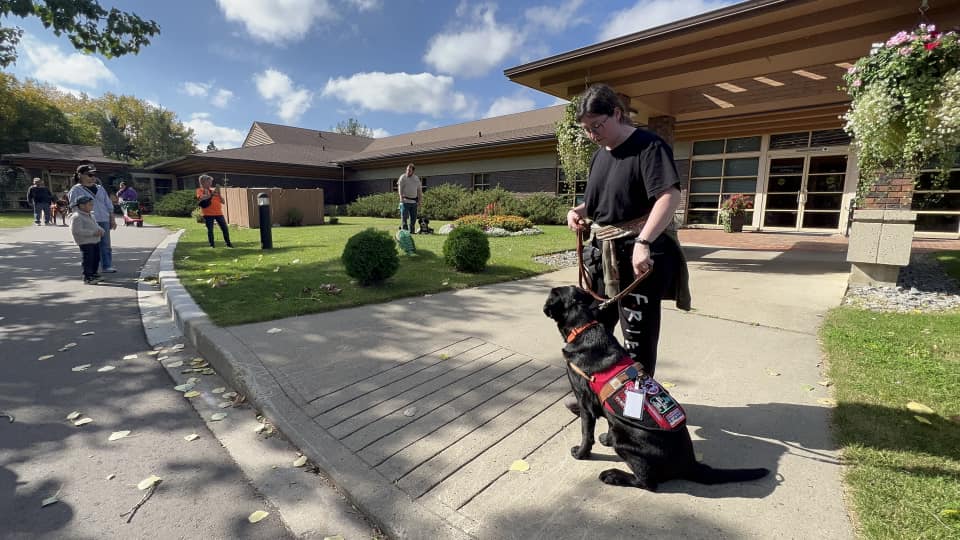 professional photo of german shepherd